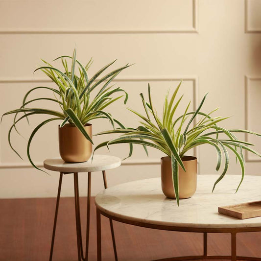 Combo of Artificial Spider Plants With Gold Metal Pots | Set of 2
