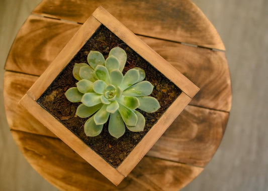 Cube Planter in Pine Wood | 4"