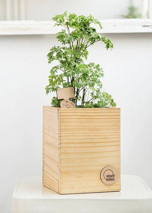 Cube Planter in Pine Wood | 8"