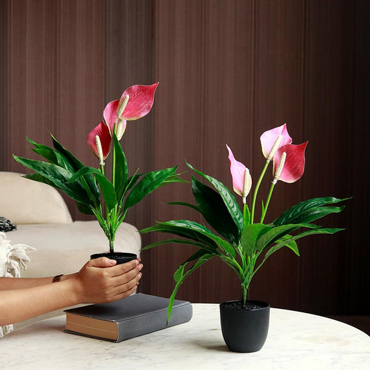 Artificial Peace Lily Plants in Pot | Set of 2 | Multiple Colors