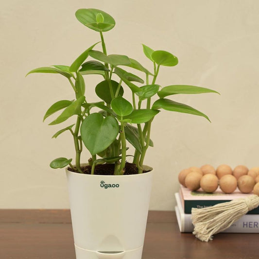 Peperomia Green Creeper Plant Succulent Live Plant with Pot