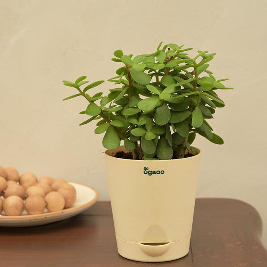 Good Luck Jade Live Plant with Self Watering Pot