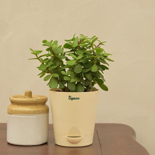 Good Luck Jade Live Plant with Self Watering Pot