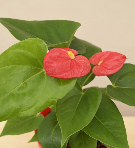 Anthurium Red Live Plant