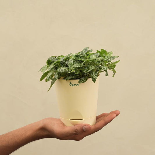 Fittonia Green Live Plant with Self Watering Pot