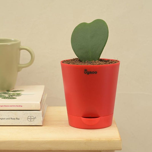 Heart Hoya Succulent Live Plant with Pot