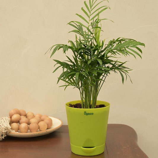 Bamboo Palm Live Plant with Self Watering Pot