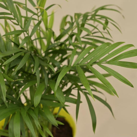 Bamboo Palm Live Plant with Self Watering Pot