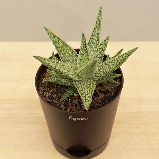Aloe Blizzard Succulent Live Plant with Pot