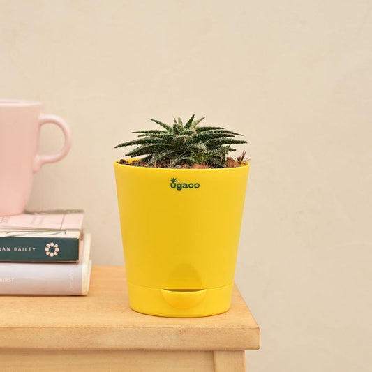 Aloe Pepe Succulent Live Plant with Pot