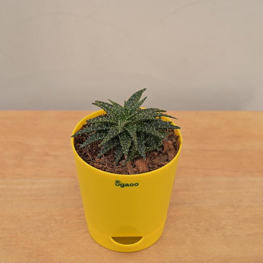 Aloe Pepe Succulent Live Plant with Pot