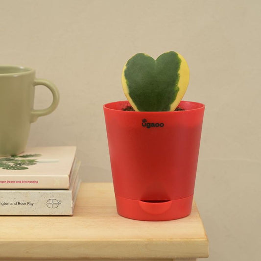Heart Hoya Variegated Succulent Live Plant with Pot