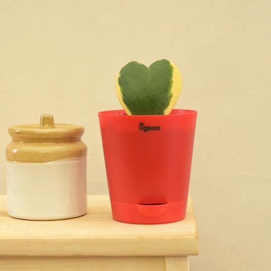 Heart Hoya Variegated Succulent Live Plant with Pot