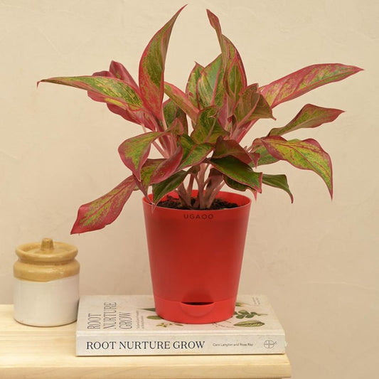 Aglaonema Red Indoor Live Plant with Self Watering Pot | Medium