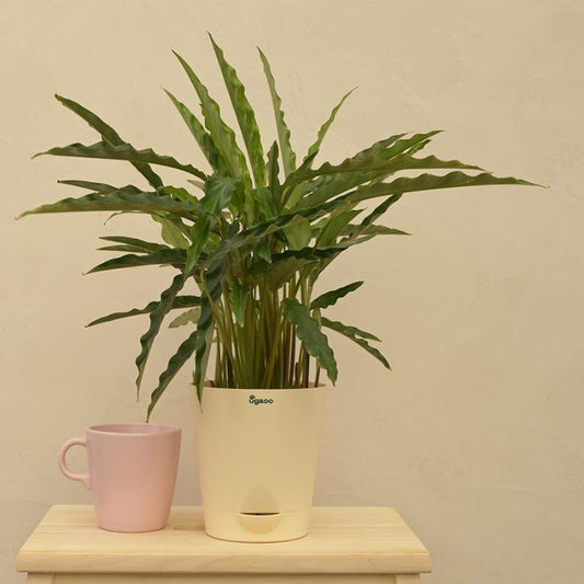Calathea Rufibarba Natural Live Indoor Plant | Medium
