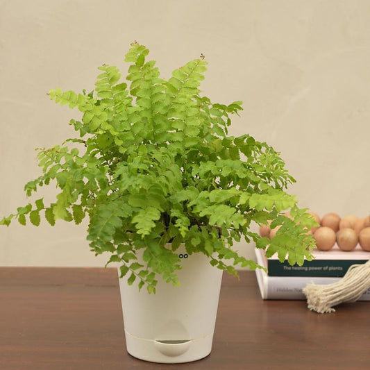 Boston Compacta Natural Live Indoor Plant with Pot