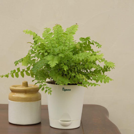 Boston Compacta Natural Live Indoor Plant with Pot
