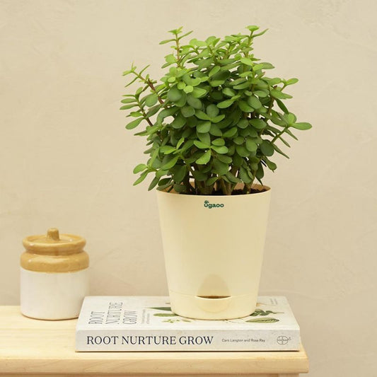 Jade Mini Succulent Live Plant with Pot | Medium