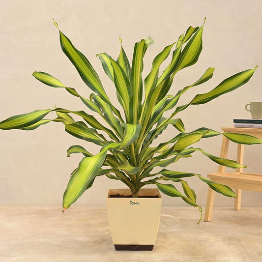 Draceana Dara Singh Natural Live Indoor Plant with Pot | Extra Large