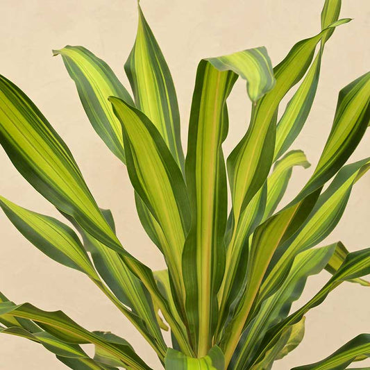 Draceana Dara Singh Natural Live Indoor Plant with Pot | Extra Large