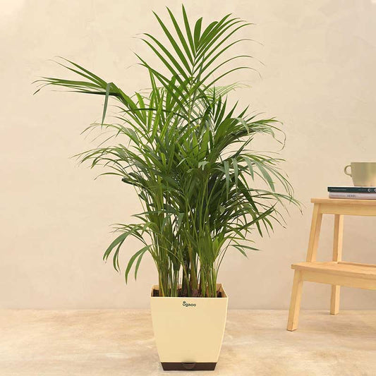 Areca Palm Natural Live Indoor Plant with Pot | Extra Large