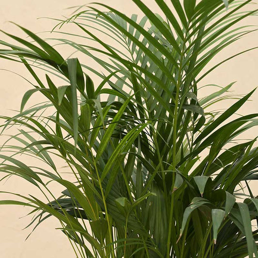 Areca Palm Natural Live Indoor Plant with Pot | Extra Large