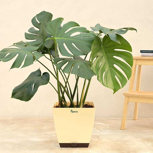 Monstera Deliciosa Natural Live Indoor Plant with Pot | Extra Large