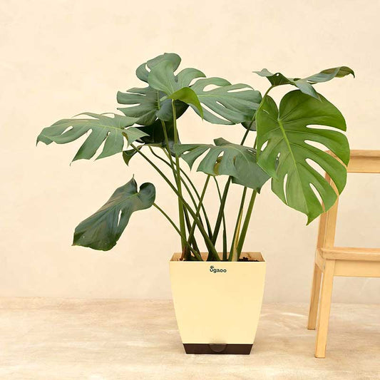 Monstera Deliciosa Natural Live Indoor Plant with Pot | Extra Large