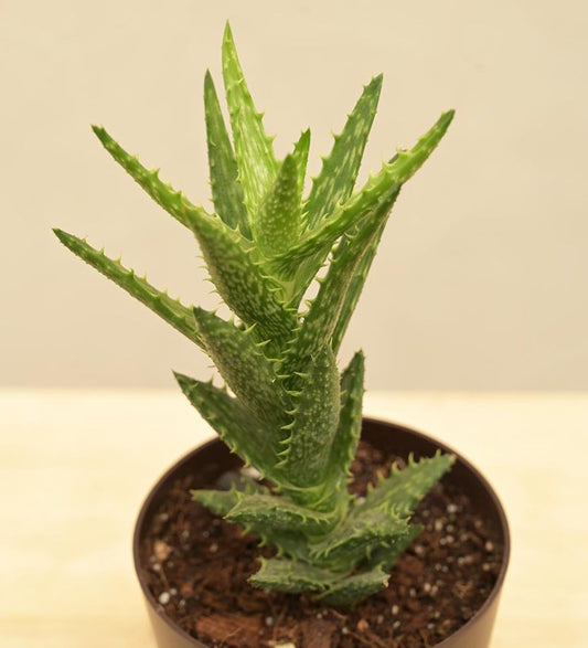 Aloe Juvenna Live Plant