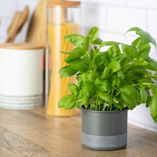 Monochrome Grey Herb Planter