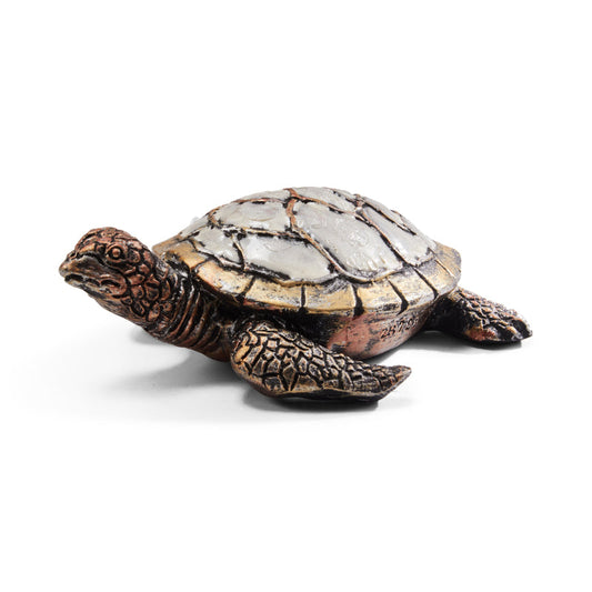 Pancake Tortoise Small Showpiece