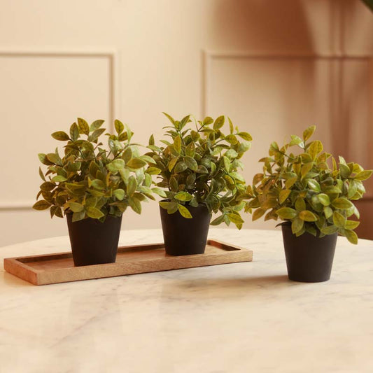 The Jasmine Cape | Set of 3 plants with pots