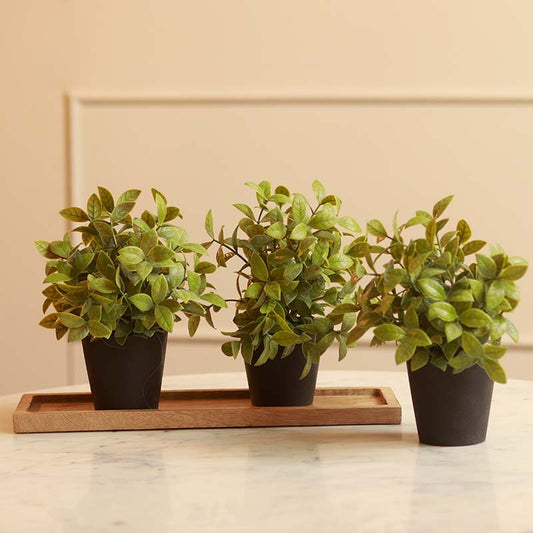 The Jasmine Cape | Set of 3 plants with pots