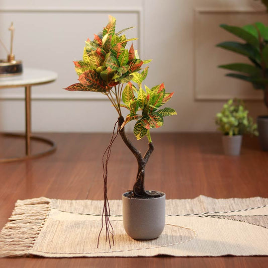 The Petra | Croton Bonsai Plant in Grey Pot