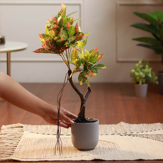 The Petra | Croton Bonsai Plant in Grey Pot