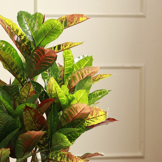 The Kusai | Croton Artificial Plant | 3ft, 4ft