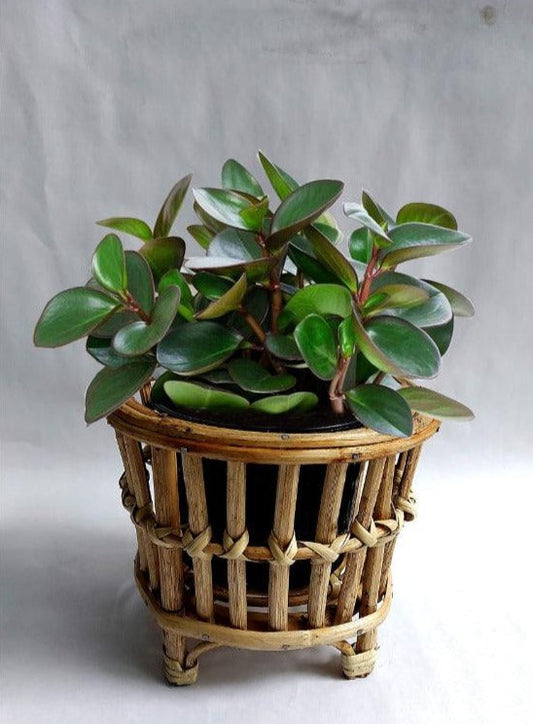 Classic Bamboo Planter