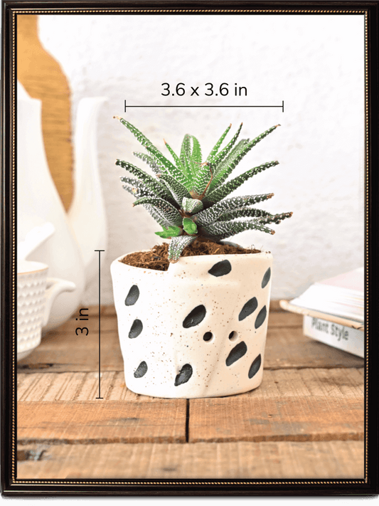 Melon Matte Finish Ceramic Pot With Seed Print | Mutiple Colors