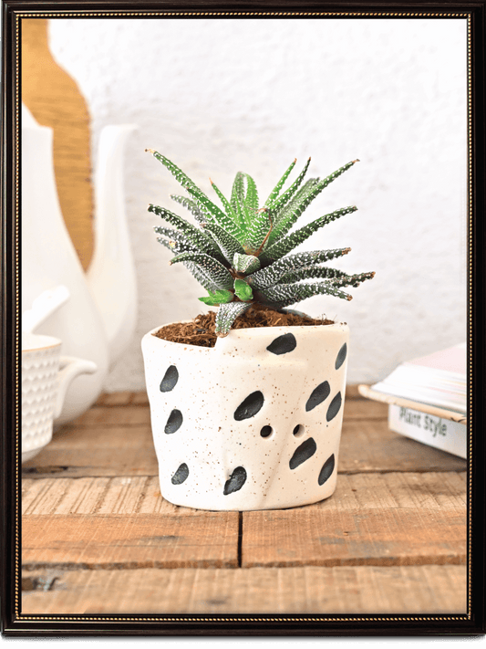 Melon Matte Finish Ceramic Pot With Seed Print | Mutiple Colors