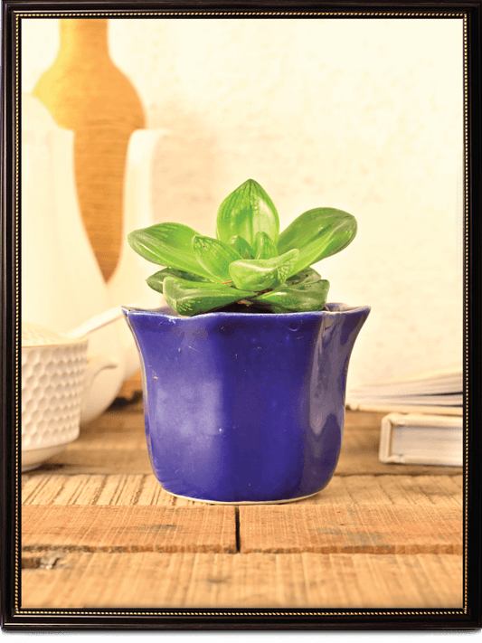 Star Dark Ceramic Pot | Ugaoo | Multiple Colors