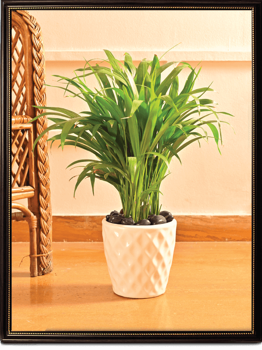 Argyle Ceramic Pot |  Multiple Colors