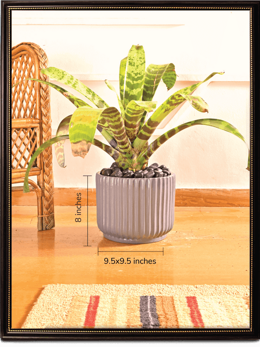 Phoenix Ceramic Pot | Multiple Colors