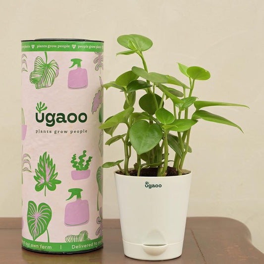 Peperomia Green Creeper Plant Succulent Live Plant with Pot