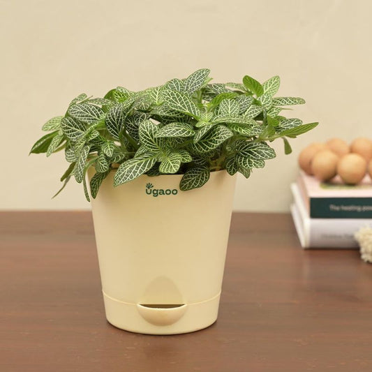 Fittonia Green Live Plant with Self Watering Pot