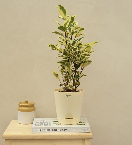 Ficus Prestige - Medium