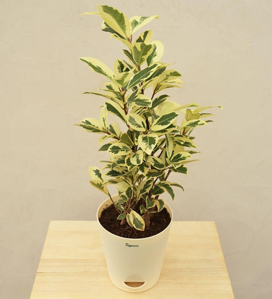 Ficus Prestige - Medium