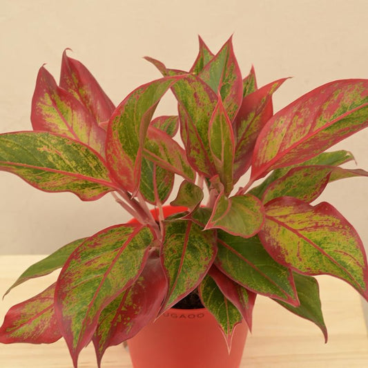 Aglaonema Red Indoor Live Plant with Self Watering Pot | Medium