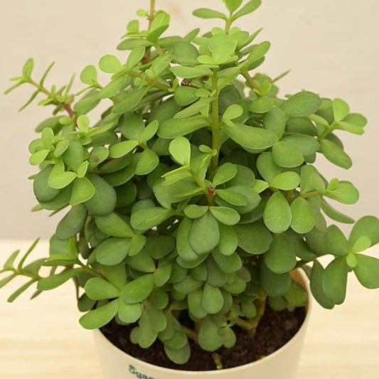 Jade Mini Succulent Live Plant with Pot | Medium