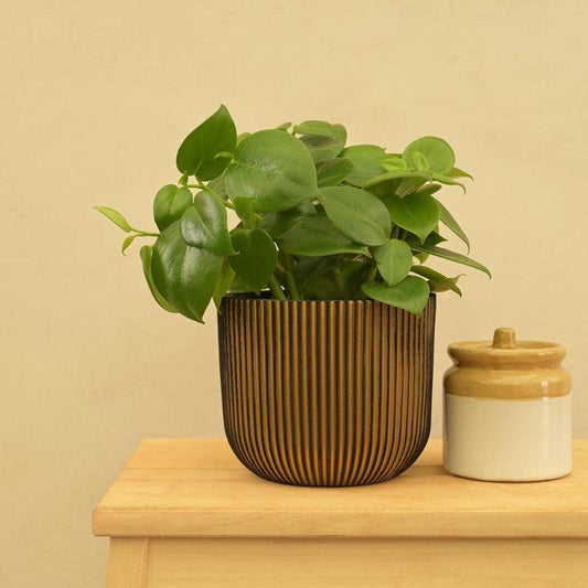 Black and Gold Ball Groove Planter | Multiple Sizes