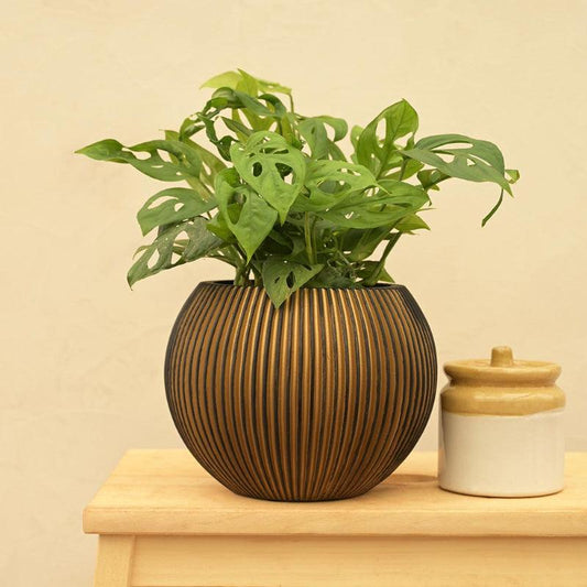 Vase Ball Groove Black Gold Planter | Multiple Sizes